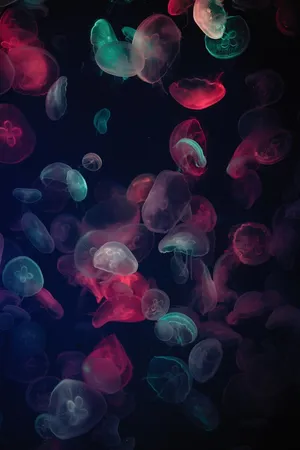 Vibrant Jellyfish Photography Wallpaper
