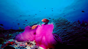 Vibrant Marine Life Great Barrier Reef Wallpaper