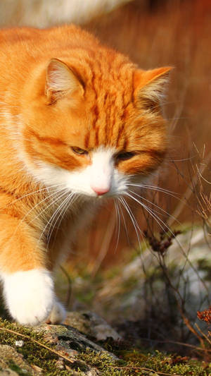 Vibrant Orange Furry Cat In Close-up Wallpaper