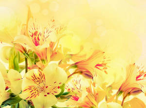 Vibrant Pastel Yellow Alstroemeria Blossoms Wallpaper