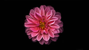 Vibrant Pink Dahlia In Full Bloom Against A Dark Backdrop Wallpaper