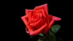 Vibrant_ Red_ Rose_ Black_ Background_4 K.jpg Wallpaper