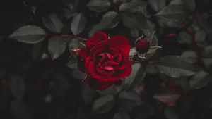 Vibrant_ Red_ Rose_ Dark_ Background_4 K.jpg Wallpaper