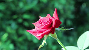 Vibrant Red Rose Green Background4 K Wallpaper