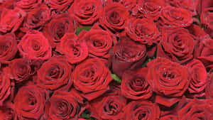Vibrant_ Red_ Roses_4 K Wallpaper
