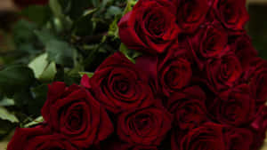 Vibrant_ Red_ Roses_ Bouquet_4 K Wallpaper