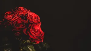 Vibrant_ Red_ Roses_ Dark_ Background_4 K.jpg Wallpaper