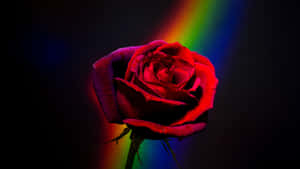 Vibrant_ Rose_ Rainbow_ Background_4 K Wallpaper