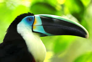 Vibrant Toucan Portrait Wallpaper