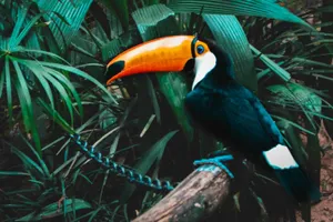 Vibrant Toucanin Rainforest.jpg Wallpaper