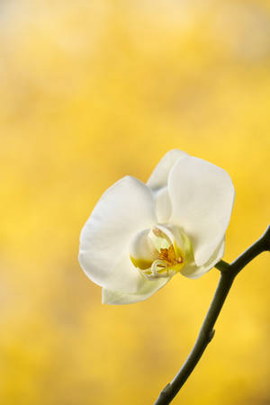 Vibrant White Orchid On A Bright Yellow Background Wallpaper