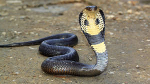 Vibrant Yellow And Black Cobra Poised On Rough Terrain Wallpaper