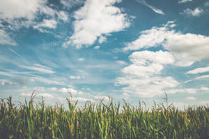 Vintage Aesthetic Clouds Crop Field Wallpaper