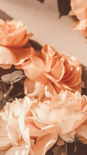 Vintage Peach Roses Petals Wallpaper