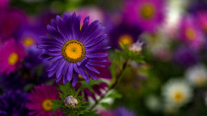 Violet Cape Daisy Wallpaper