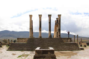 Volubilis Pedestal Base Wallpaper