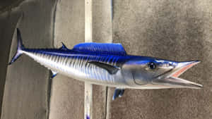 Wahoo Fish On Boat Deck Wallpaper