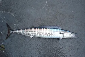 Wahoo Fish On Wet Sand.jpg Wallpaper