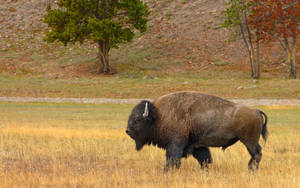 Walking Odd-looking Buffalo Wallpaper