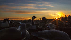 Warm Sunset Duck Hunting Desktop Wallpaper