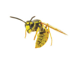 Wasp Giant Golden Wasp Specie Wallpaper