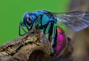 Wasp Ruby-tailed Specie Wallpaper