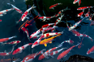 Watch Colorful Live Koi Fish Glide In Serene Aquatic Environments Wallpaper