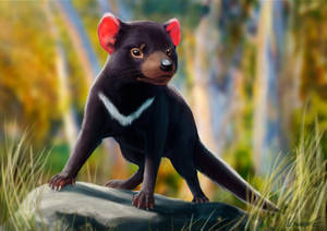 Watch Out - Be Careful Of The Tasmanian Devil! Wallpaper
