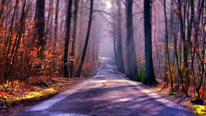 Way To The Woods Autumn Macbook Wallpaper