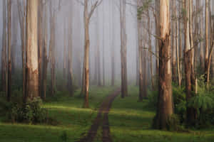 Welcome To Google Landscape! Wallpaper