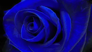 Welcome To The World Of Limitless Possibilities With The Rose Laptop Wallpaper