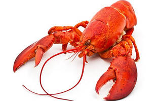 Well-cooked Lobster Photograph Wallpaper