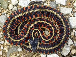 Western Terrestrial Garter Snake Wallpaper