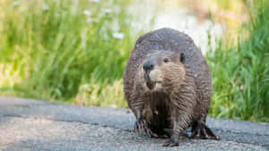 Wet Beaver On Land Wallpaper