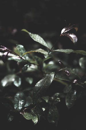 Wet Dark Green Leaves Wallpaper