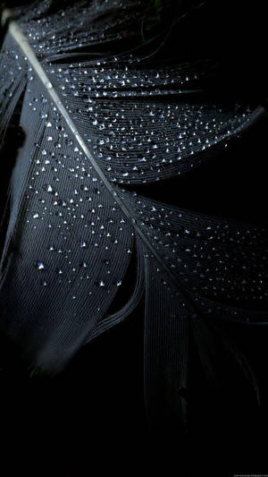 Wet Feather Miui Wallpaper