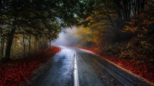 Wet Road During Autumn Macbook Wallpaper