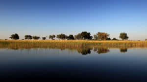 Wetland Reflection At The Okavango Delta Wallpaper
