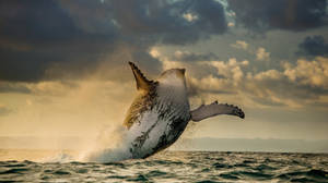 Whale Breaching Under Cloudy Orange Sky Wallpaper