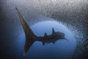 Whale Shark Swimming Into Fish Tunnel Wallpaper