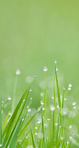 Whatsapp Chat Grass Dew Wallpaper