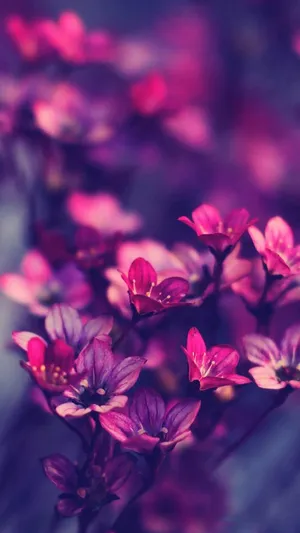 Whatsapp Chat Magenta Flower Wallpaper