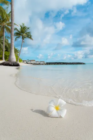 White 5-petaled Flower Near Seashore Wallpaper