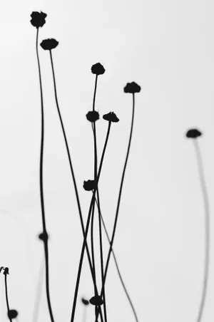 White Abstract Flower Wallpaper