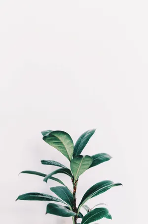White Aesthetic Green Leaves Plants Wallpaper