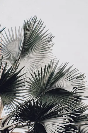 White Aesthetic Palm Tree Wallpaper