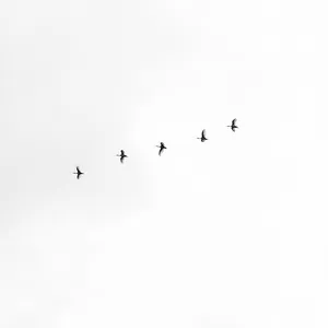 White Aesthetic Sky With Birds Wallpaper