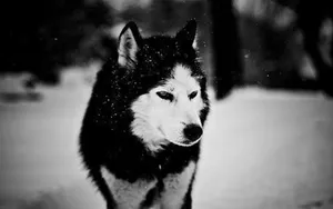 White And Black Wolf In Snow Wallpaper