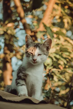 White And Brown Cat On Brown Leaves Wallpaper