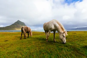 White And Brown Horses Near Body Of Water During Daytime Wallpaper